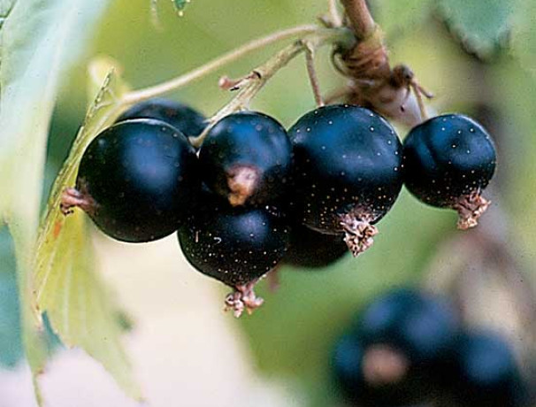American Black Currant Seeds