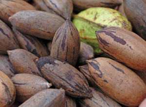 Michigan Pecan Nuts and Scions