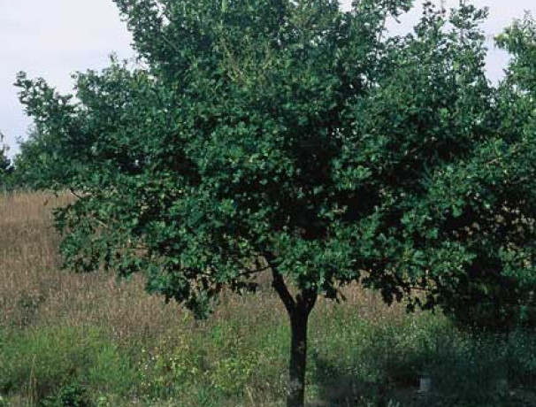 "Acorntopia" Sargent Oak Acorns and Scions