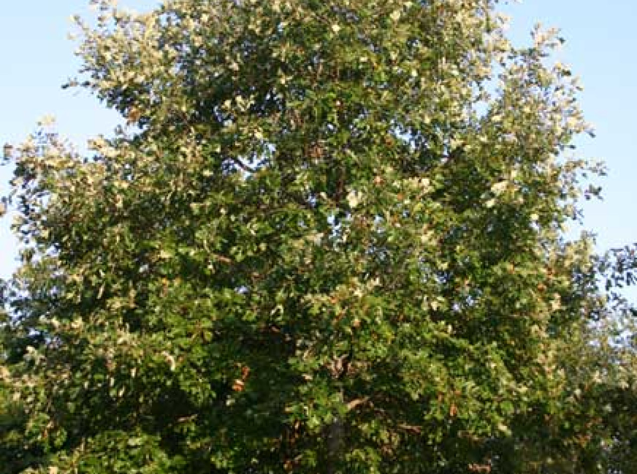  Invincible McDaniels Burenglish Oak Acorns and Scions