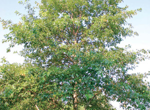 Schuettes Oak Acorns