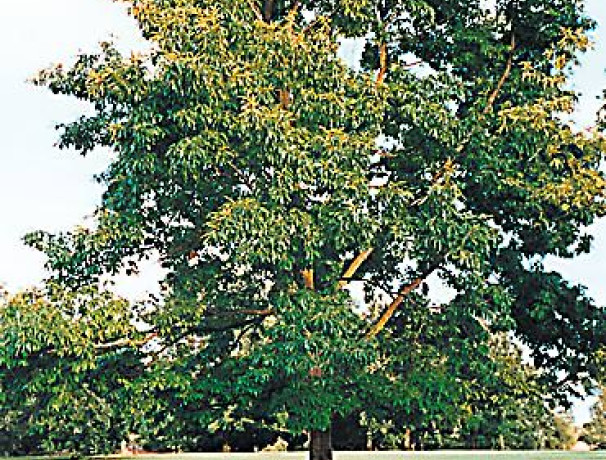 Korean Sawtooth Oak Acorns