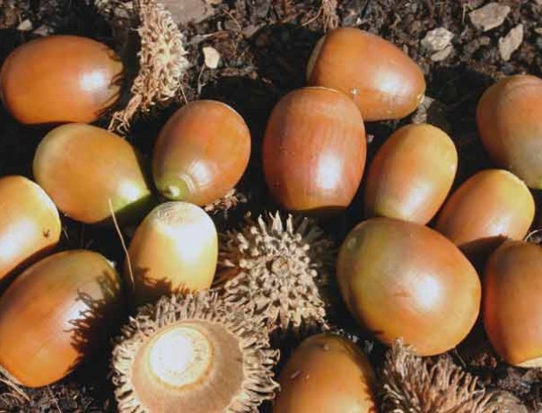 Chestnutleaf Oak Acorns