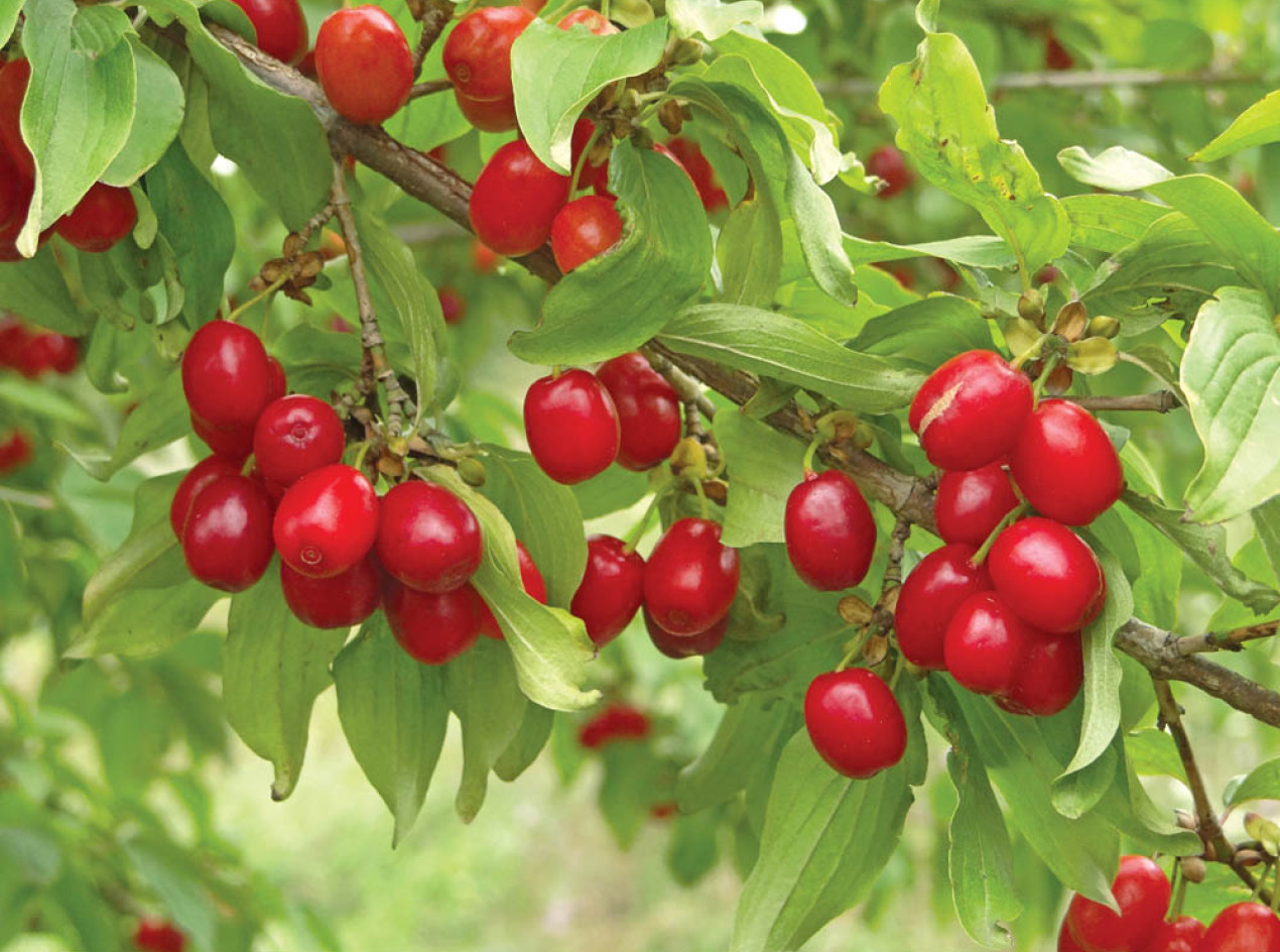 Hungarian Cornelian Cherry Seeds-Scions