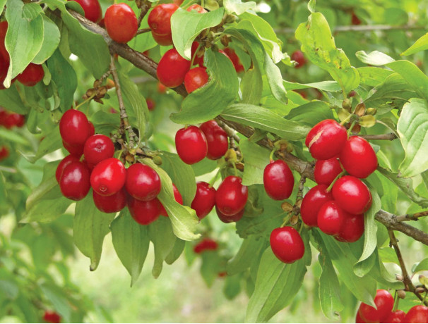 "Hungarian" Cornelian Cherry Seeds-Scions