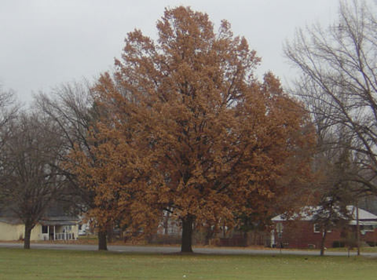 Sauls Oak Acorns