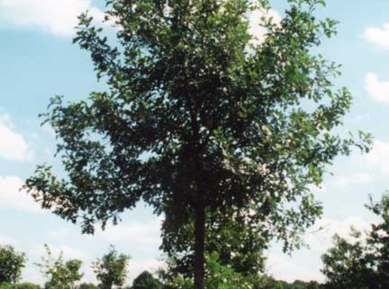 Ashworth Bur Oak Acorns