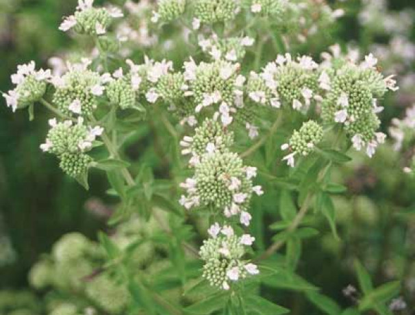 Virginia Mountainmint Seeds