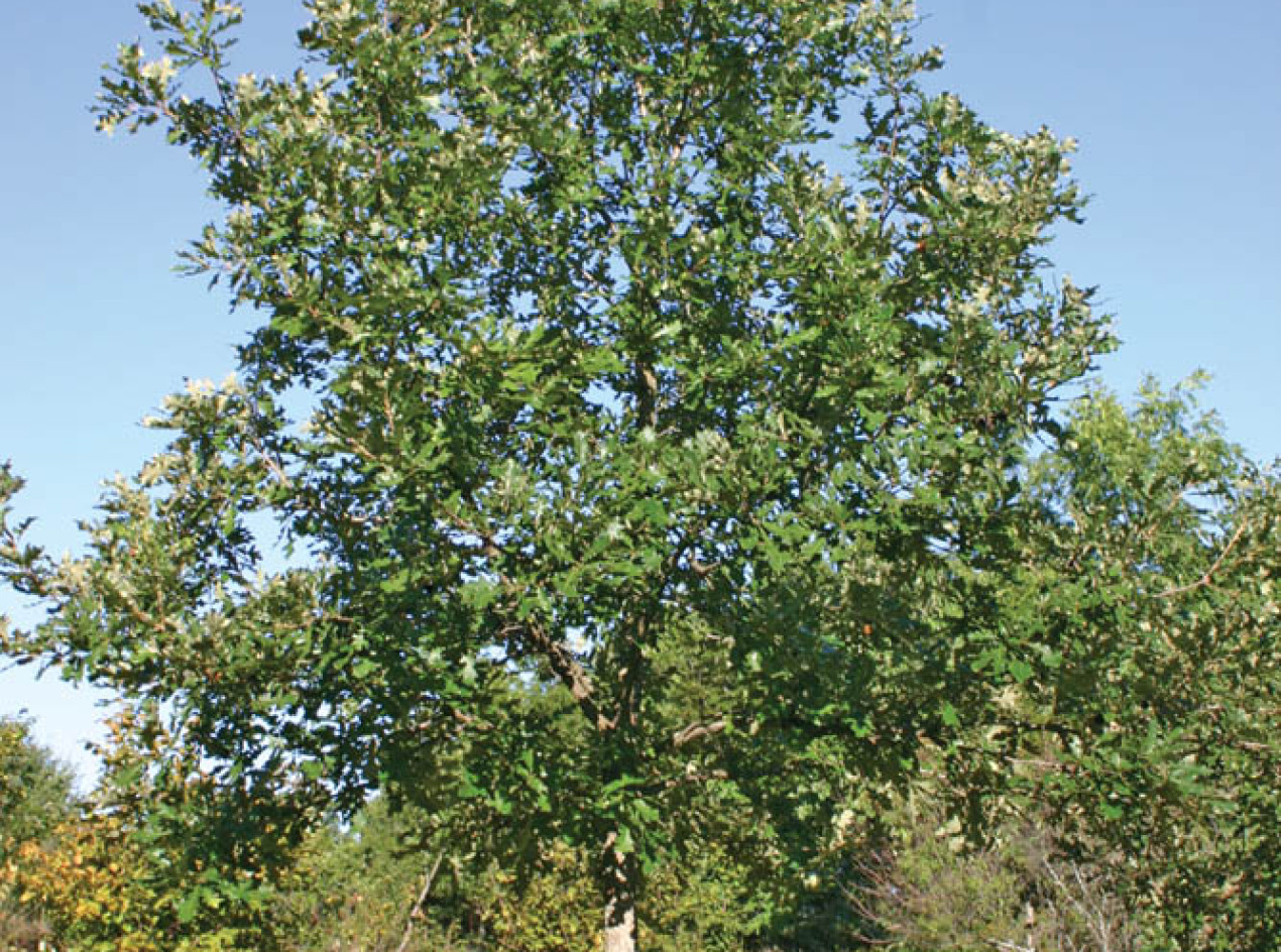 Burlive Oak Acorns