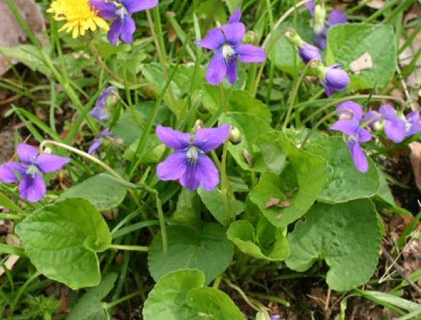 'Edible Blue' Wild Violet