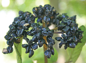 Spice Viburnum Seeds