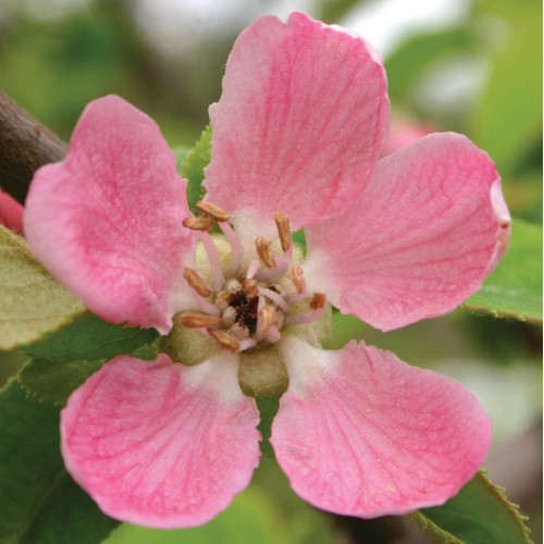 Products OIKOS Tree Crops