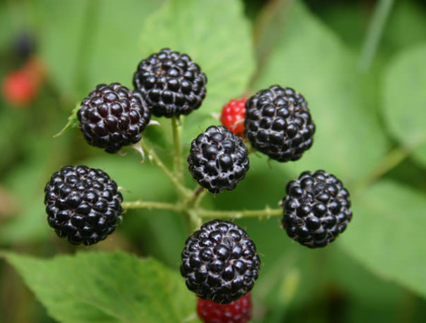 Black Raspberry Seeds
