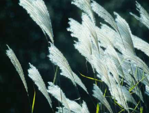 Russian Amur Silvergrass Seeds-Roots