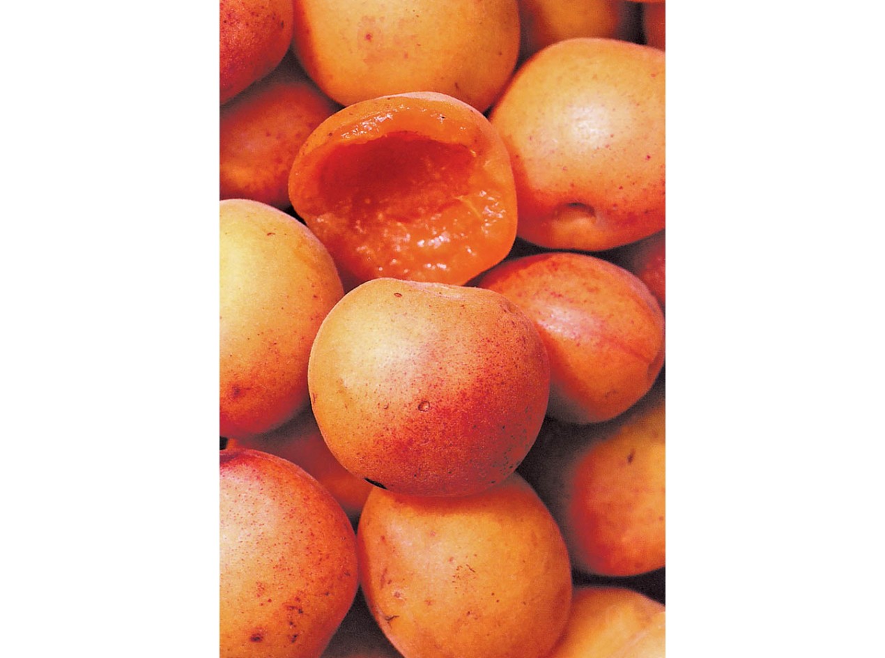 Briana Apricot Seeds 