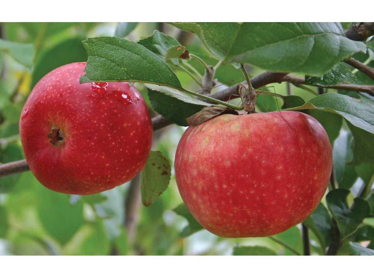 Ecos Red Apple Scions and Seeds