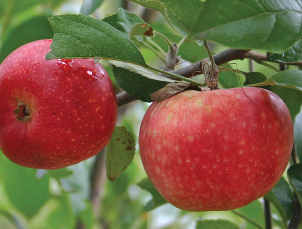 "Ecos Red" Apple Scions and Seeds