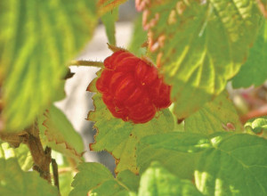 Northern Red Raspberry Seeds