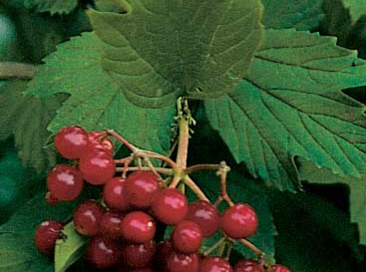 Phillips American Cranberrybush Seeds