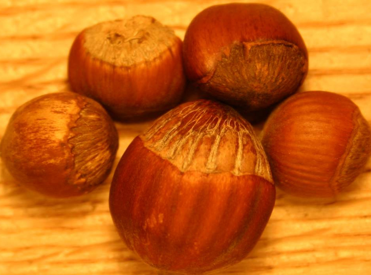 Winkler American Hazelnut Seeds
