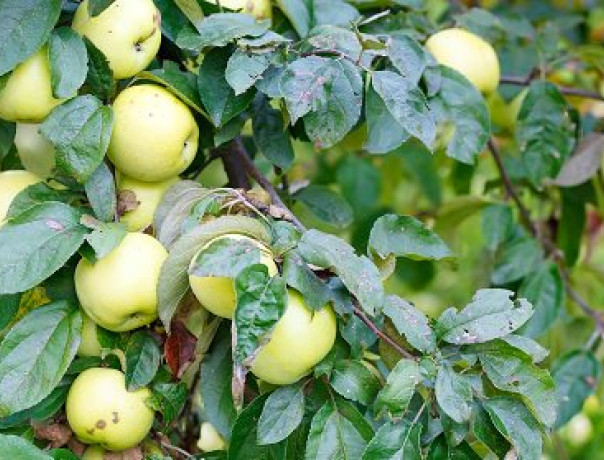 Antonovka Apple Seeds