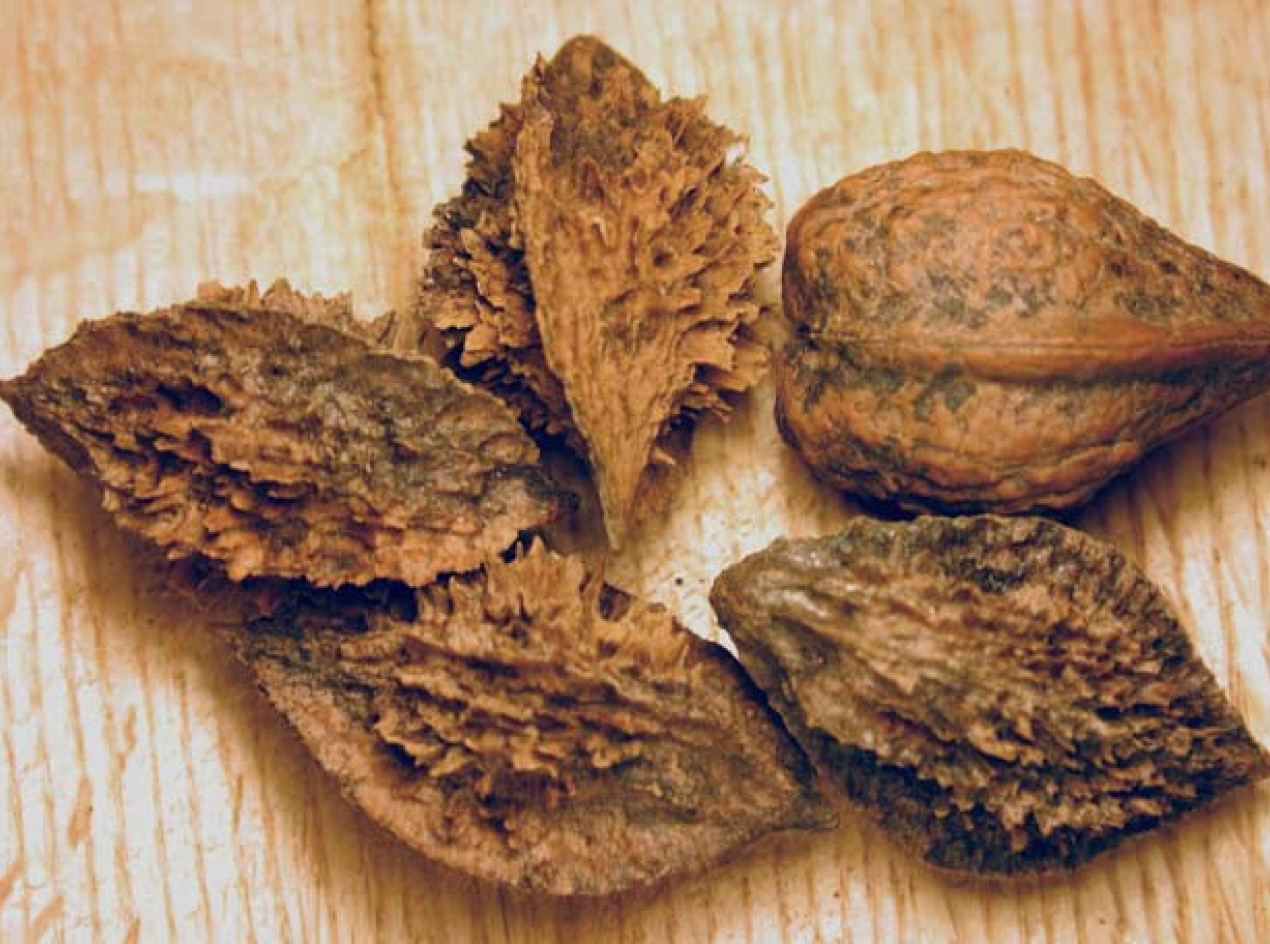 Buartnut Walnut Nuts