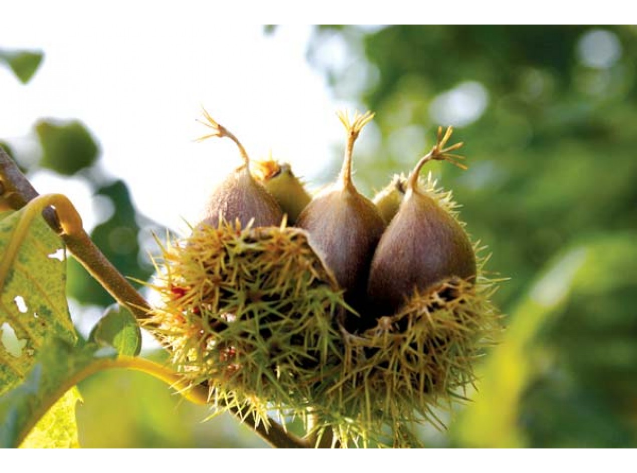 Chinquapin Hybrid Chestnut Seeds