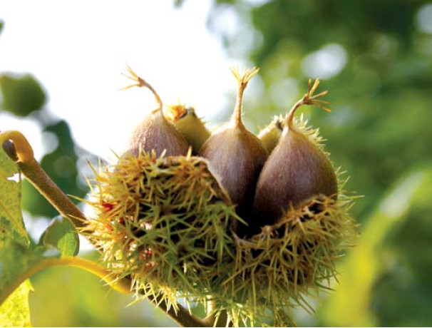 Chinquapin Hybrid Chestnut Seeds