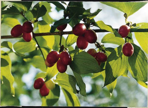 Cornelian Cherry Seeds