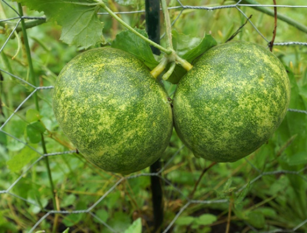 Dosakai Cucumber Seeds