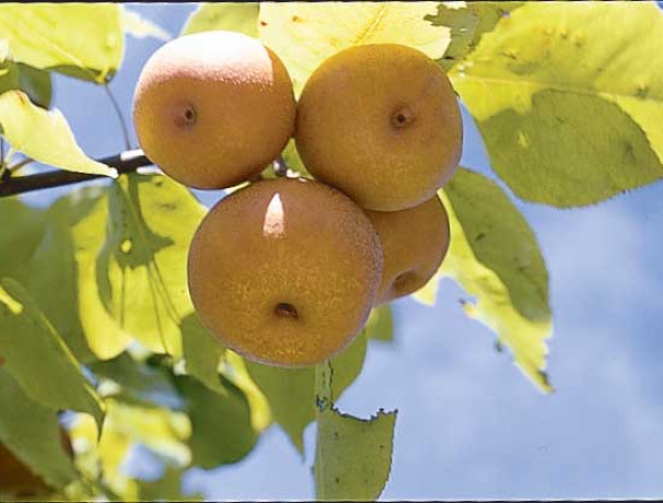 ECOS Pear Seeds