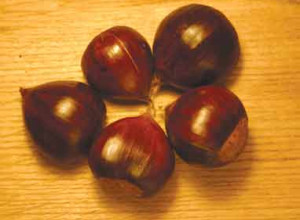 European Hybrid Chestnut Nuts-Scions