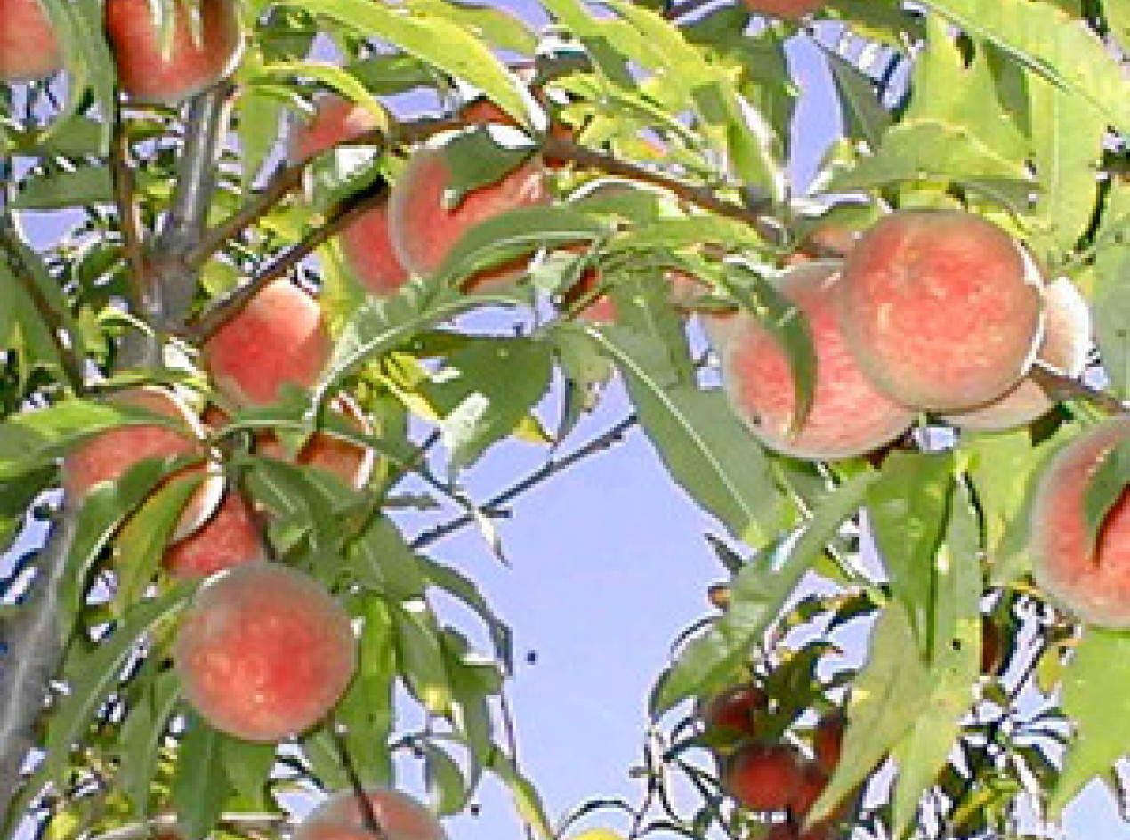 Iowa White Peach Seeds