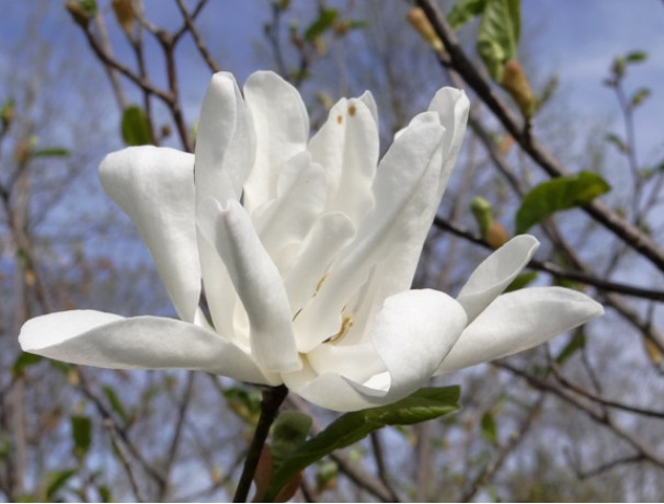 Loebner Magnolia Seeds