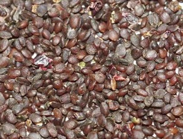 Missouri Gooseberry Seeds + Cuttings of "Fruitful"