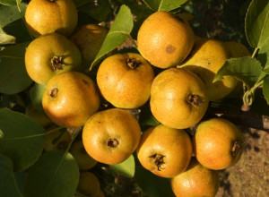 Moonrise Pear Seeds-The Wild Asian Species Pear