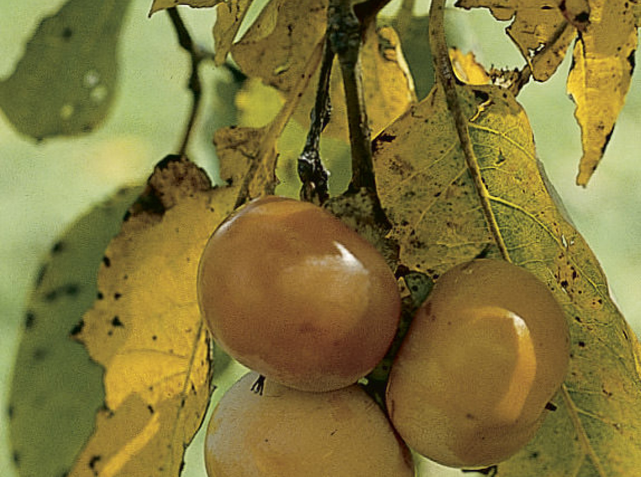 American Persimmon-Pipher Seeds
