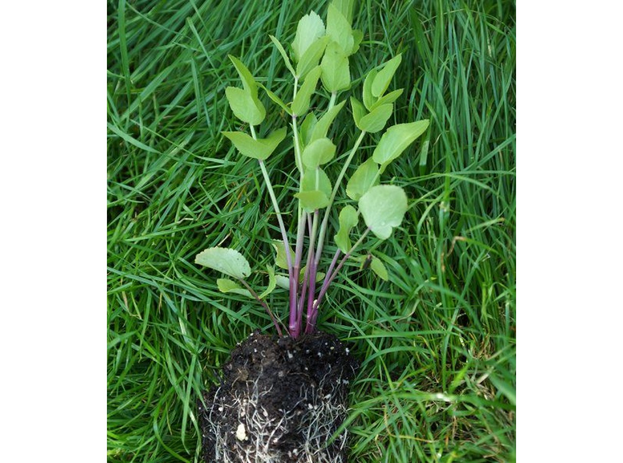 Seeds-Seed Seeds Vegetable Seeds Details about / Sugar Root Skirret-Magnesium sisarum 20 show original title