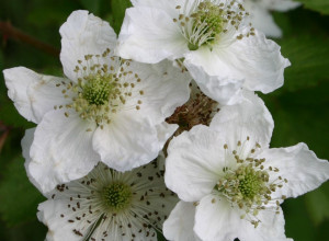 Thimbleberry Seeds-California 