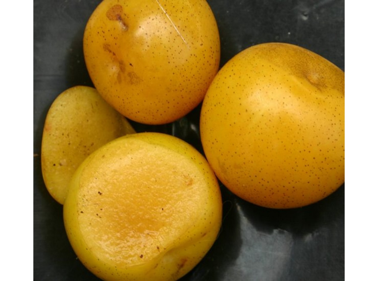 Yellow Ussuri Plum Seeds