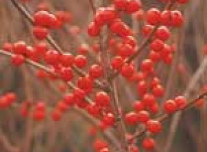 Winterberry Holly Seeds-Dryland Seed Strain