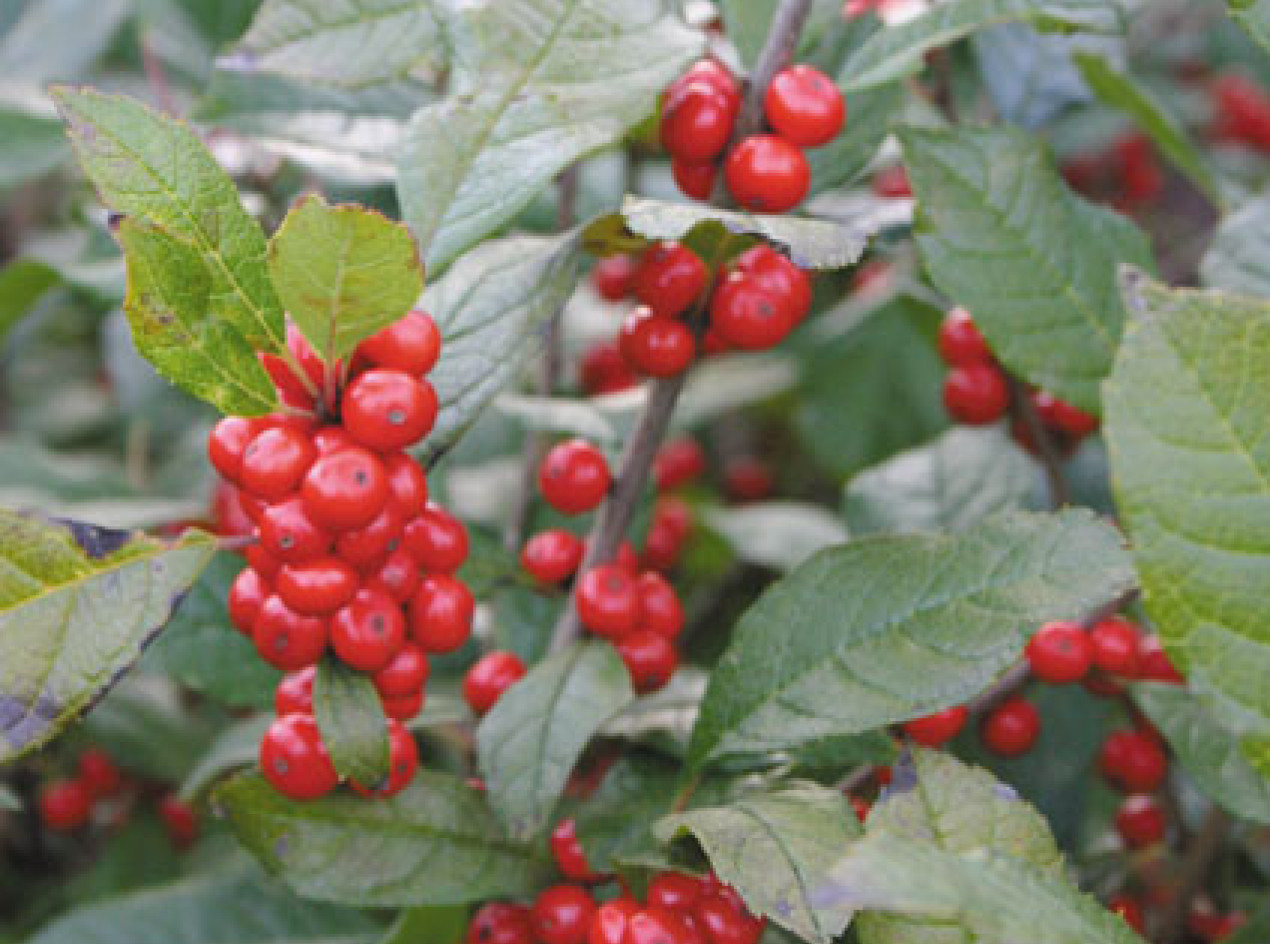 Winterberry Holly Seeds-Dryland Seed Strain