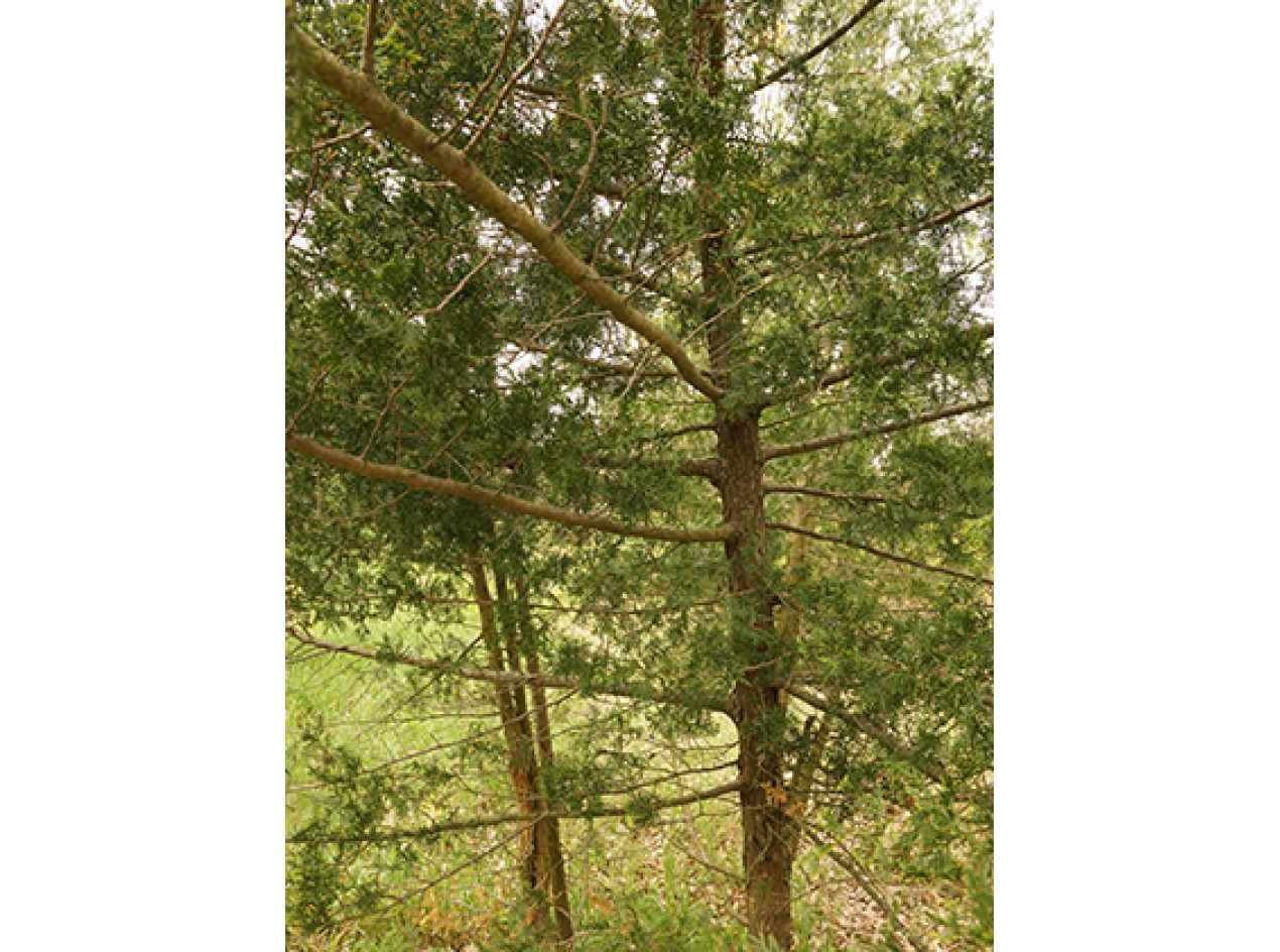 Buy 2 get 1 free Eastern white cedar seeds-/"The tree of Life/"great for hedges