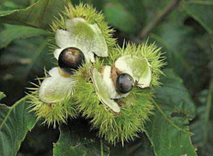 Chinquapin Chestnut Nuts
