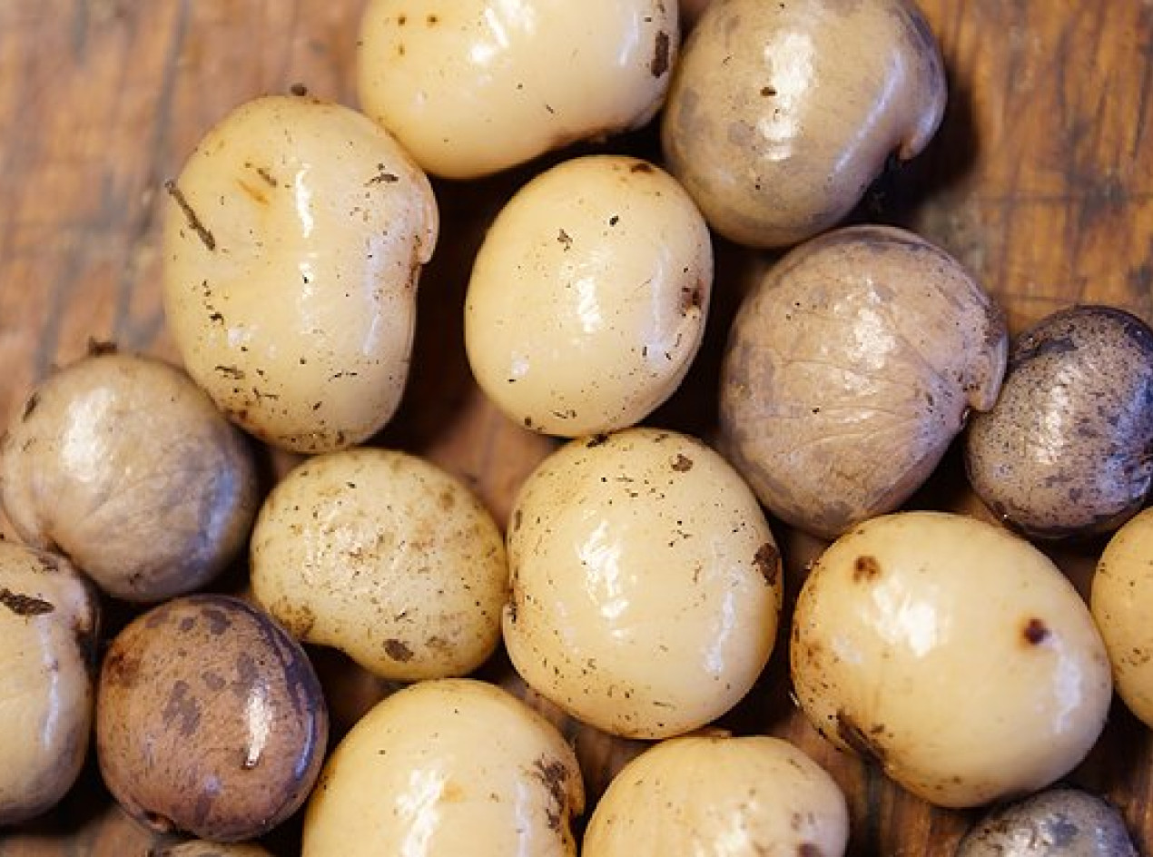 Crispy Snack Hog Peanut Seeds 