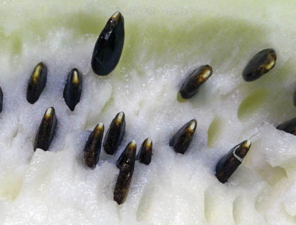 Tsamma Watermelon Seeds