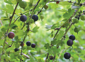 Missouri Gooseberry Seeds + Cuttings of "Fruitful"