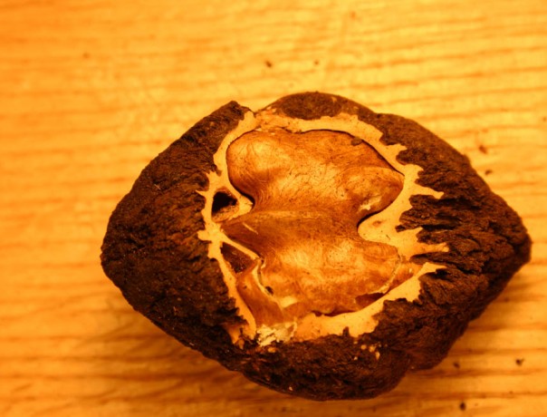 Hybrid Black Walnut Nuts