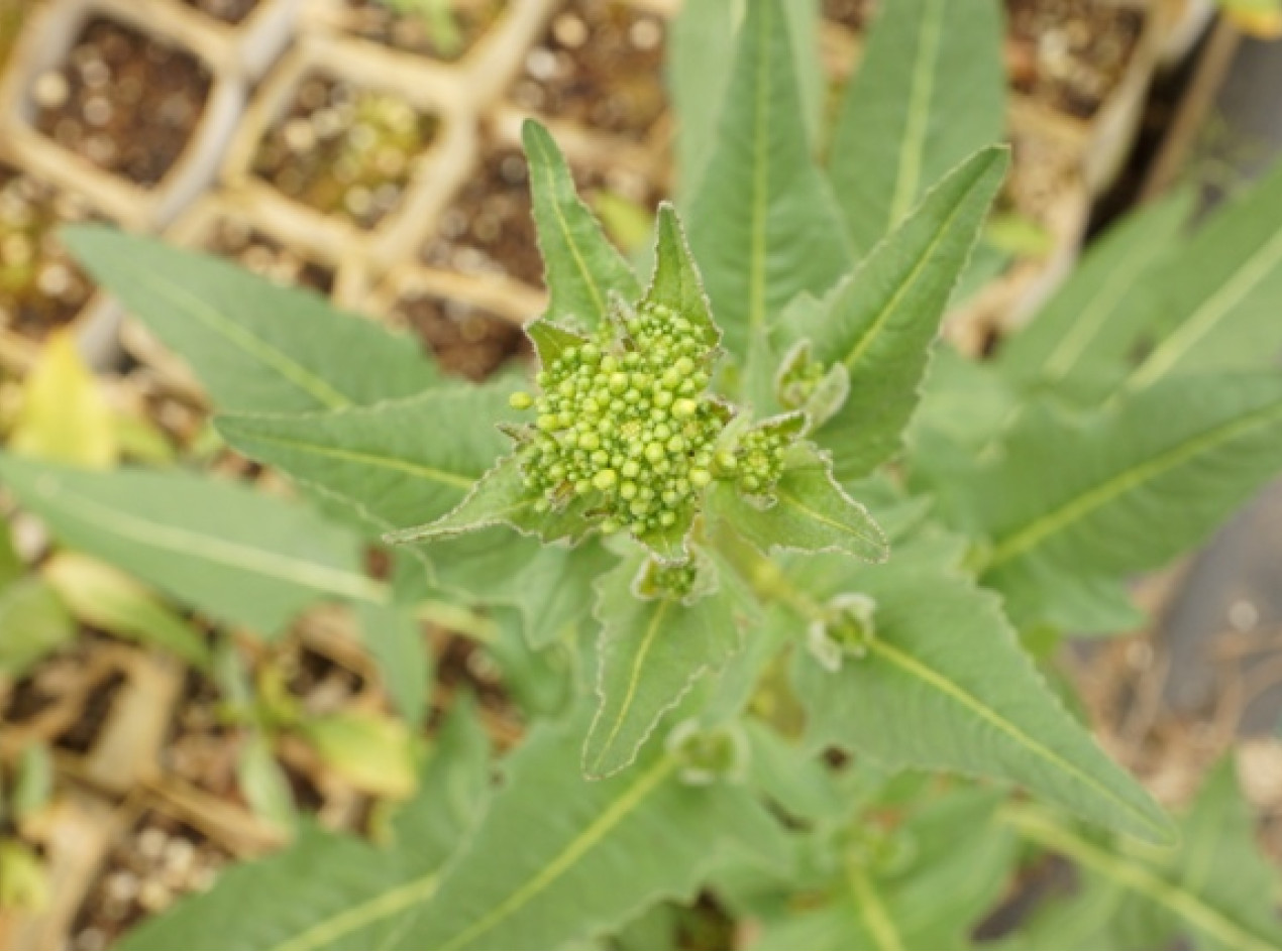 Perennial Broccoli Seeds