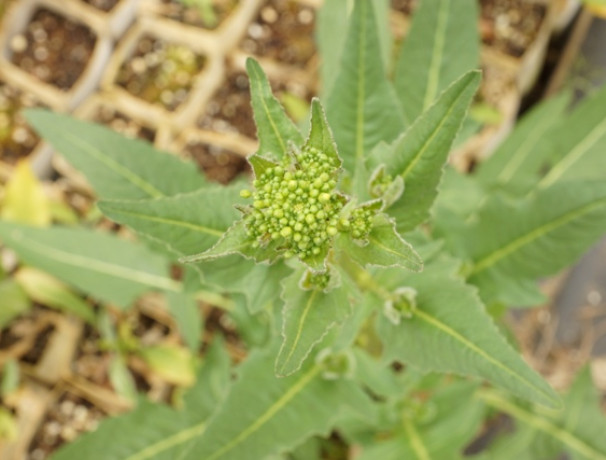 Perennial Broccoli Seeds